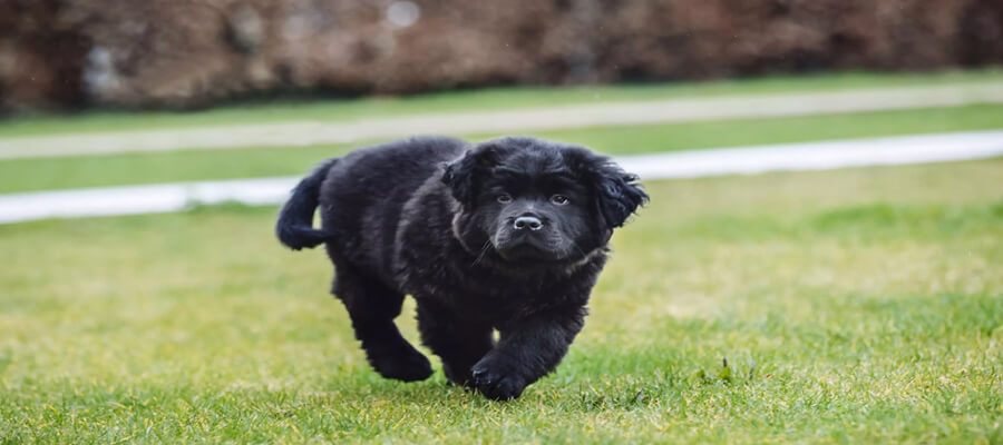 Foster a Dog: How You Can Make a Difference in Their Lives